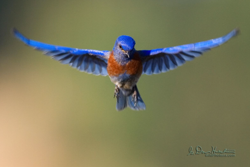 Bluebird