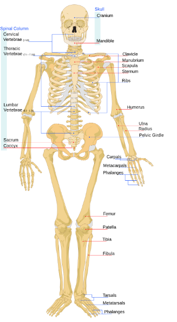 Diagram of the Human Skeleton