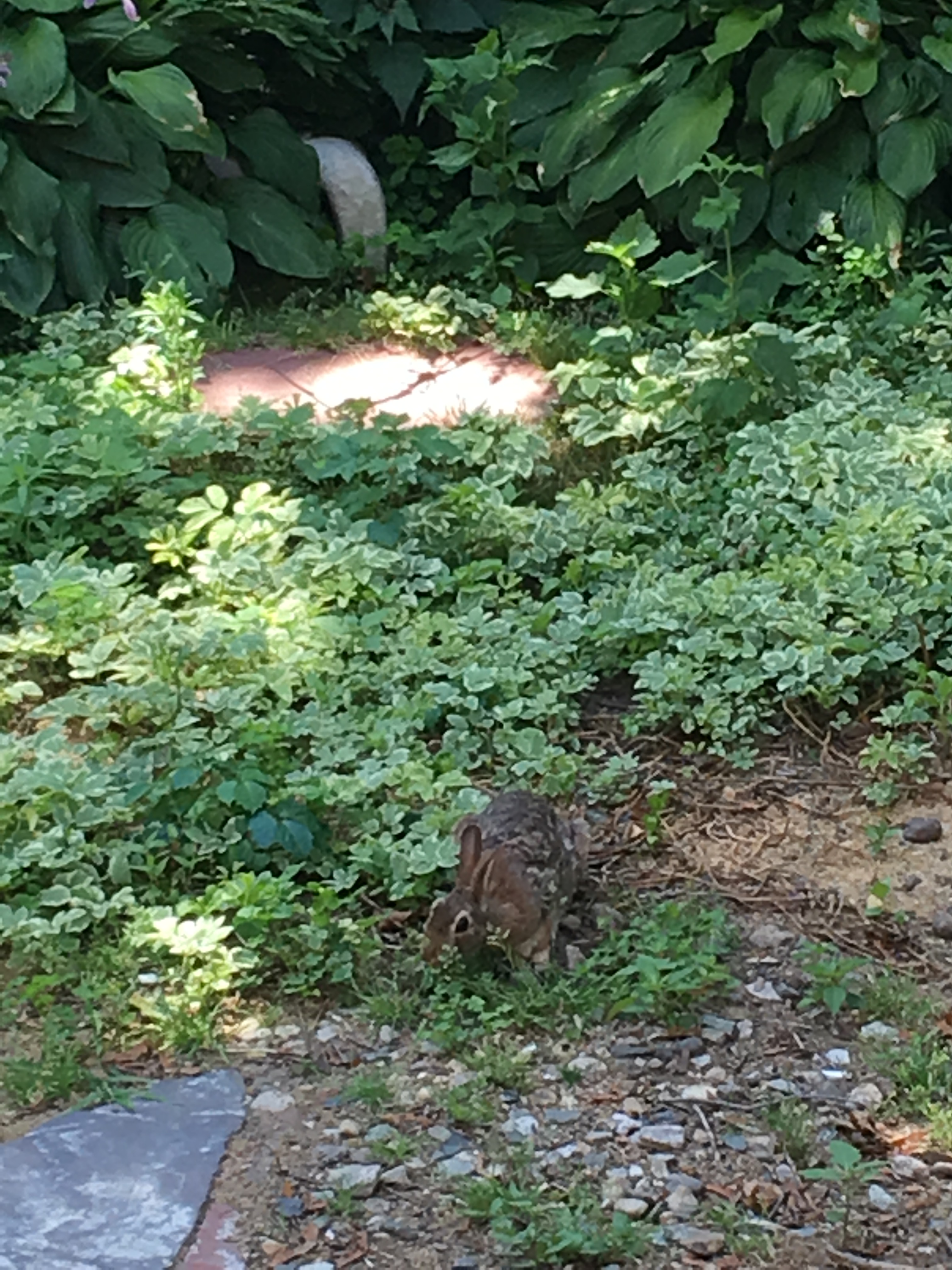 Rabbit in the Garden